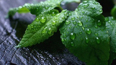 Fresh mint leaves for good breath