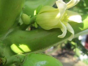 papaya flowers