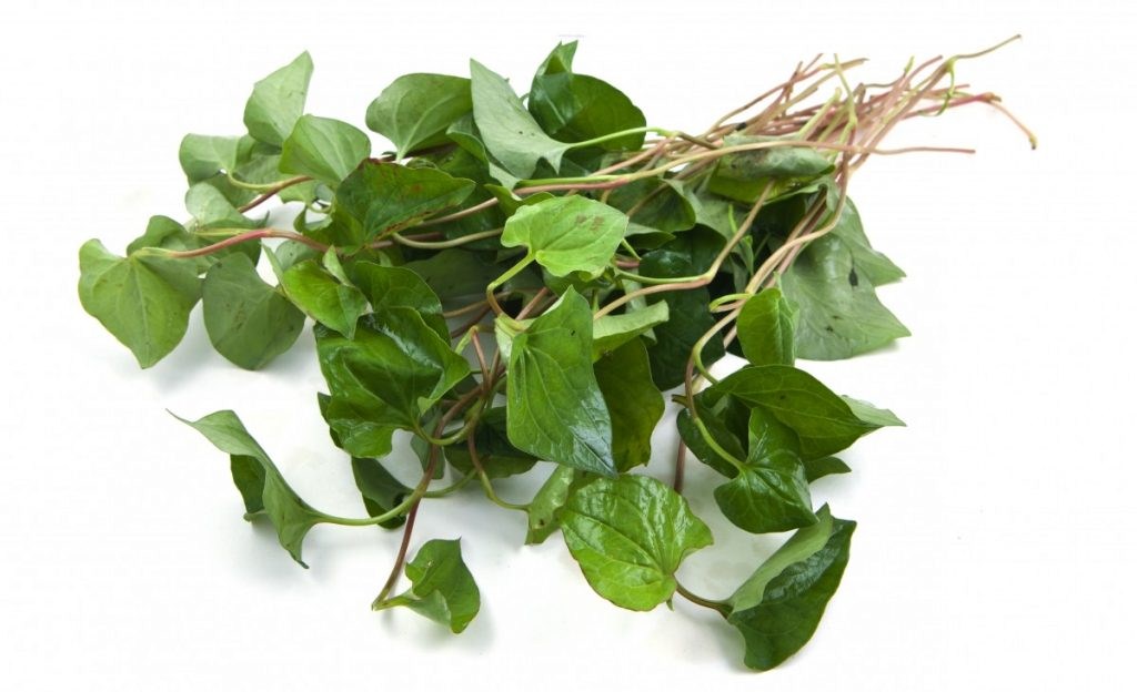 Hottuynia cordata get rid of hemorrhoids quickly