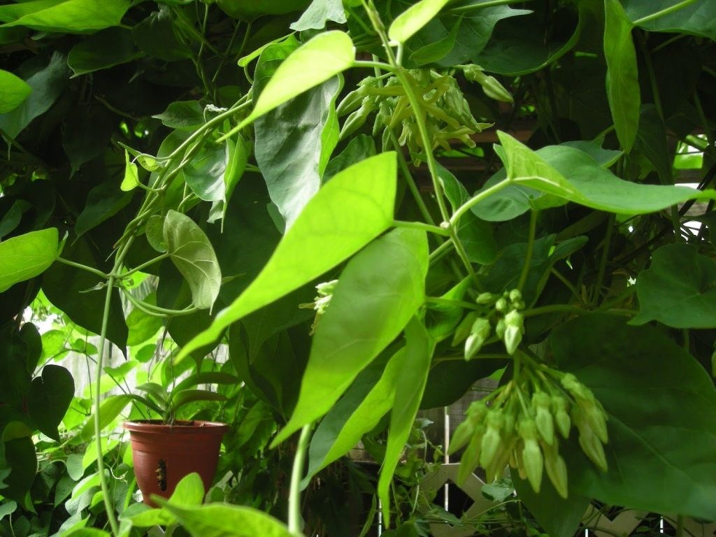 Cowslip creeper leaves get rid of hemorrhoids quickly