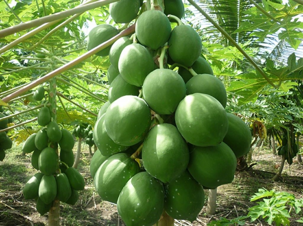 Green papaya get rid of hemorrhoids quickly