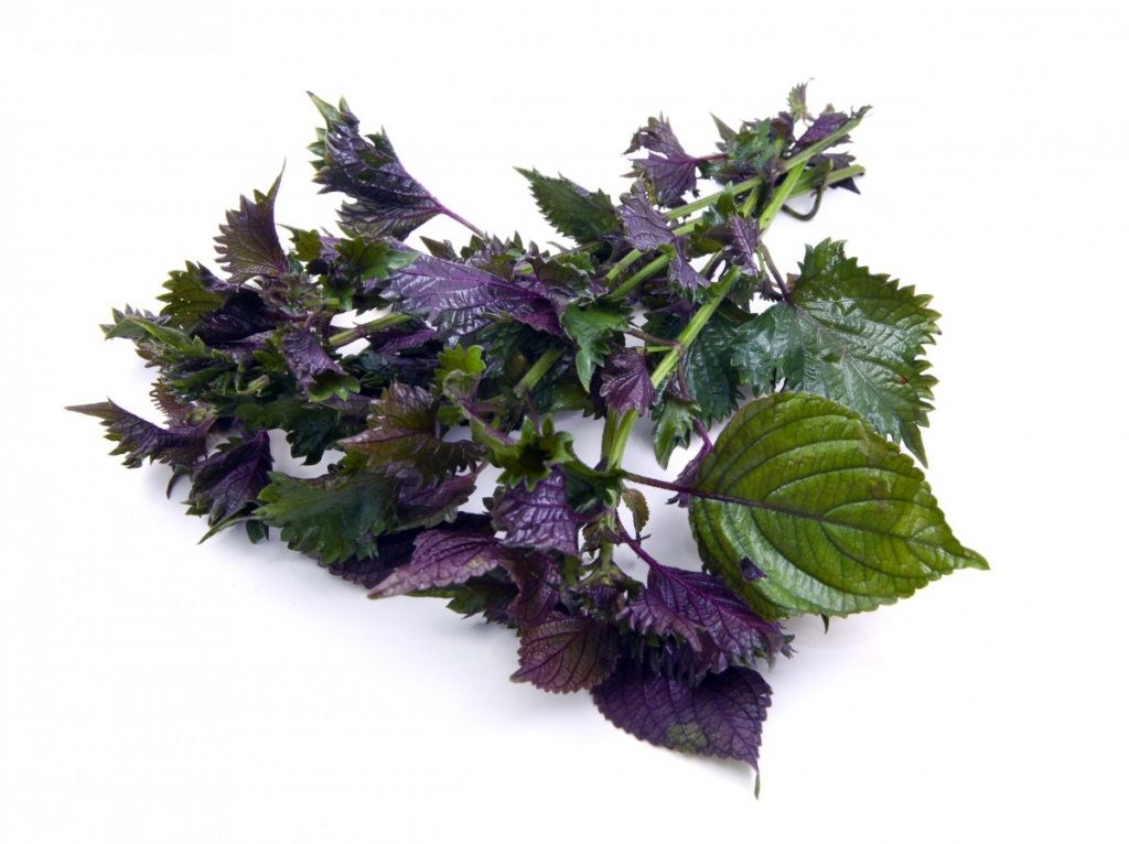 Shiso juice