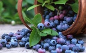 Blueberry is rich in vitamins, minerals, omega 3
