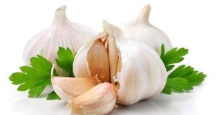 Garlic is known as a versatile herb and a necessary spice
