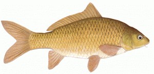carps fish