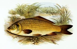 carps fish