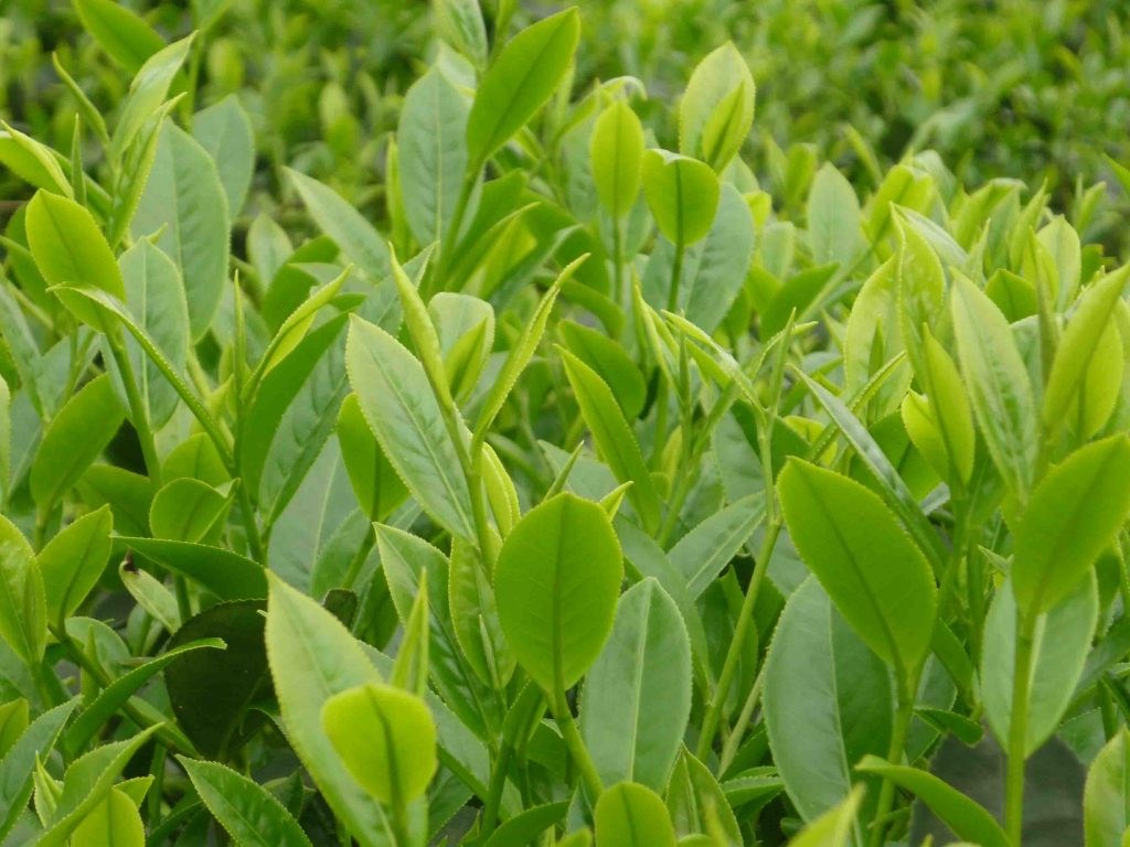 Green tea leaves