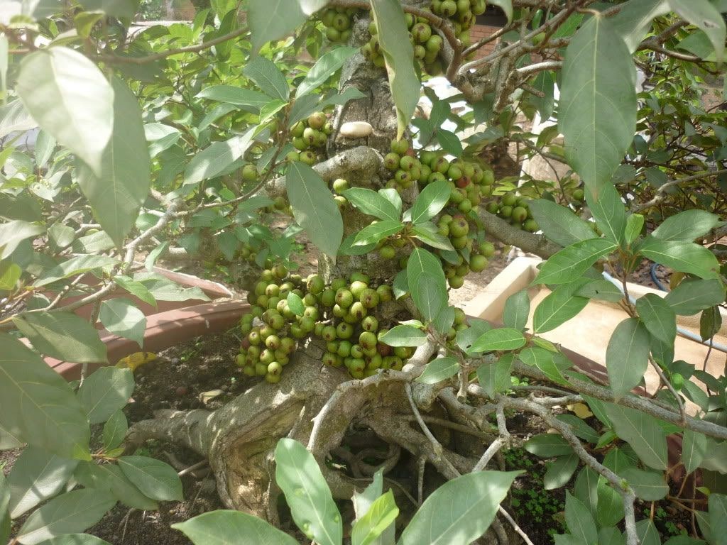 Ficus racemosa leaf