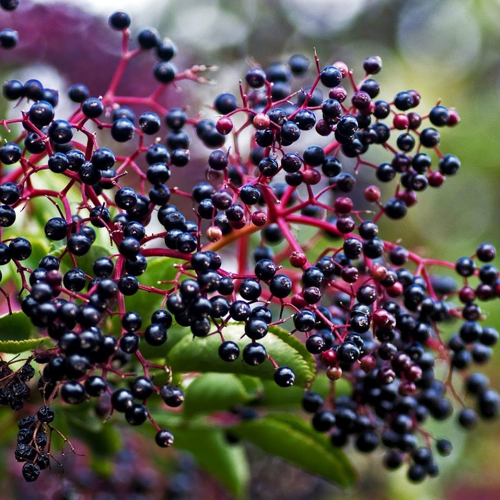 Elderberries