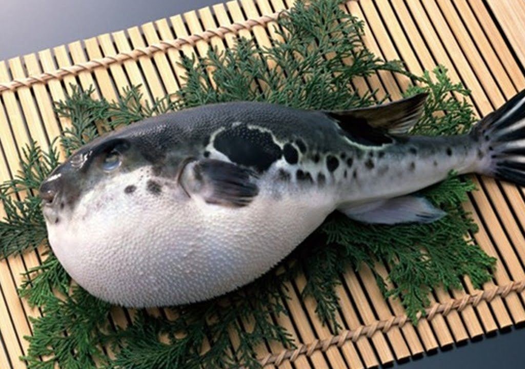 Globefish (Fugu Blowfish)
