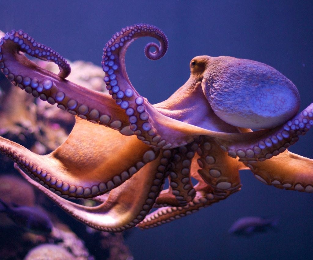 Live octopus (Sannakji)