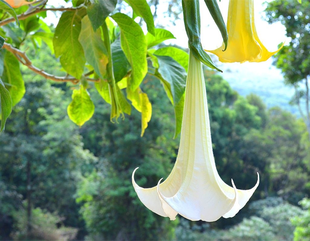 Datura