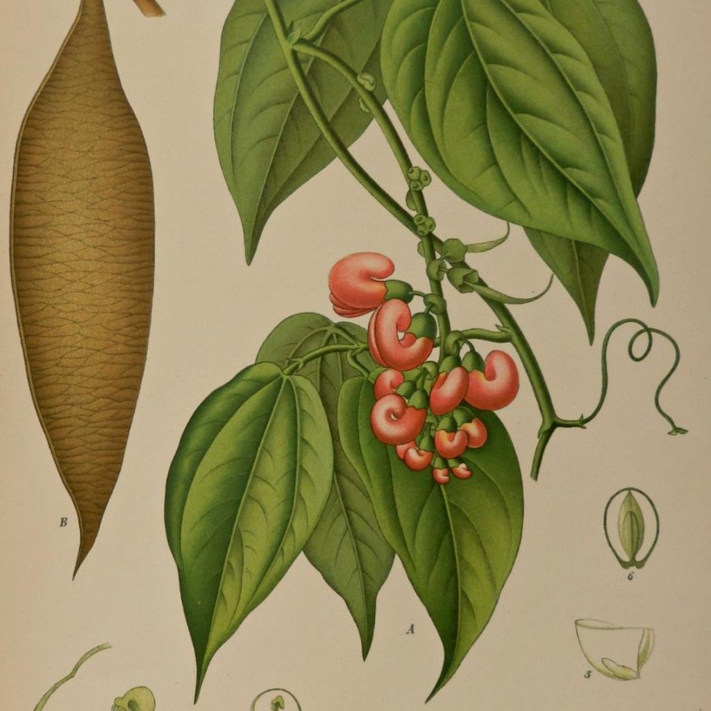 Calabar Bean (Physostigma Venenosum)