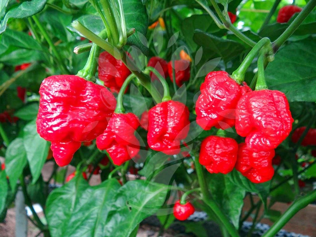 Pimento (Naga Jolokia)