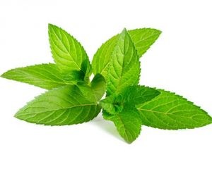 Mint leaves